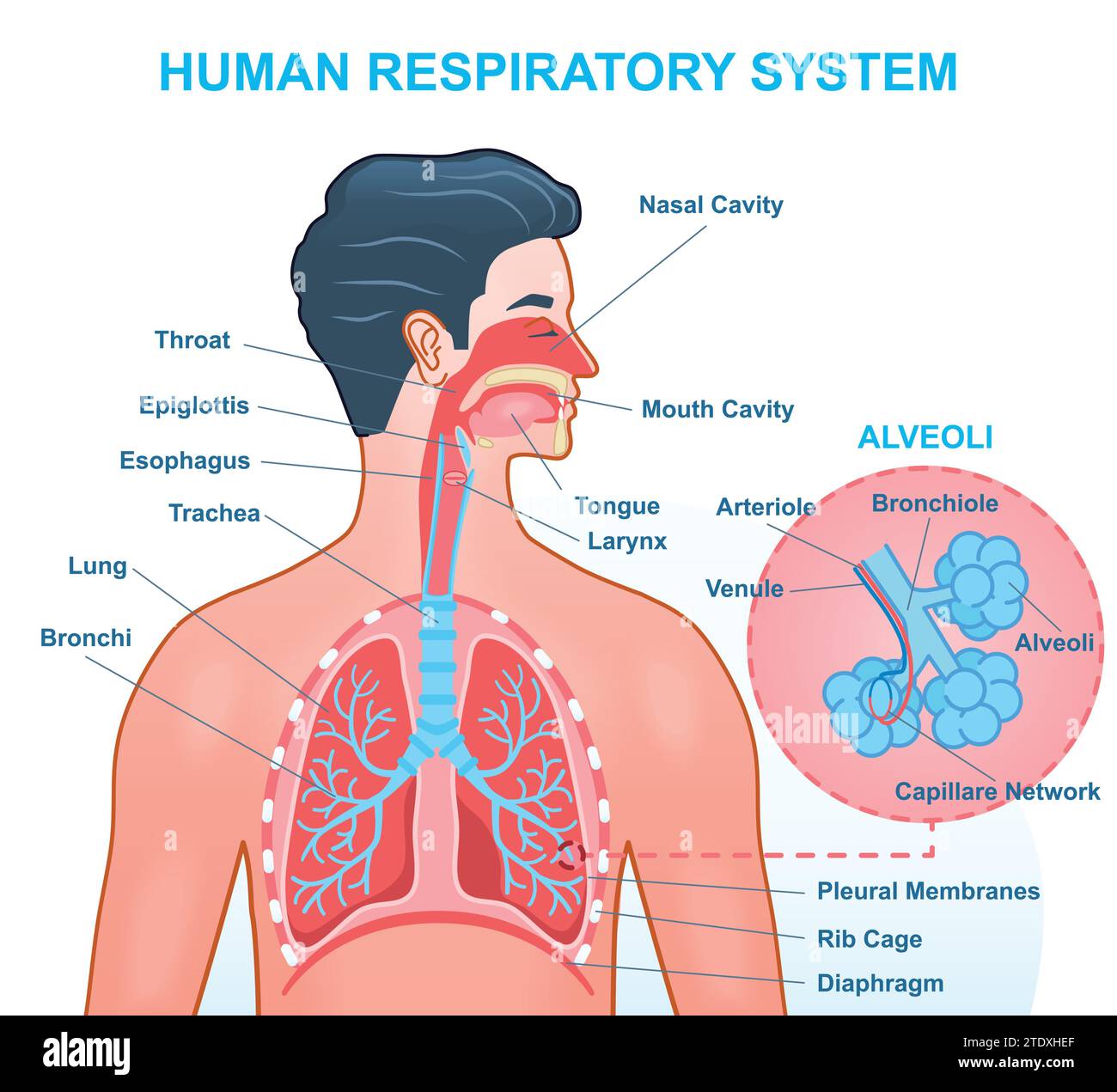 Anatomie du système respiratoire humain Illustration de Vecteur