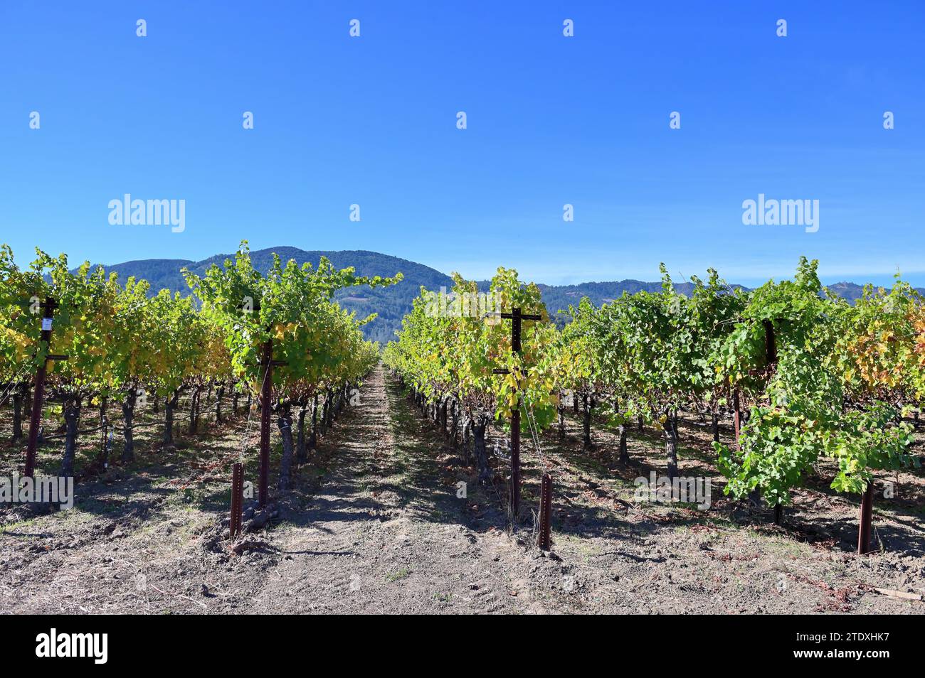 Rutherford, Californie, États-Unis. Des vignes révélant les premières teintes de l'automne remplissent le paysage de Napa Valley. Banque D'Images