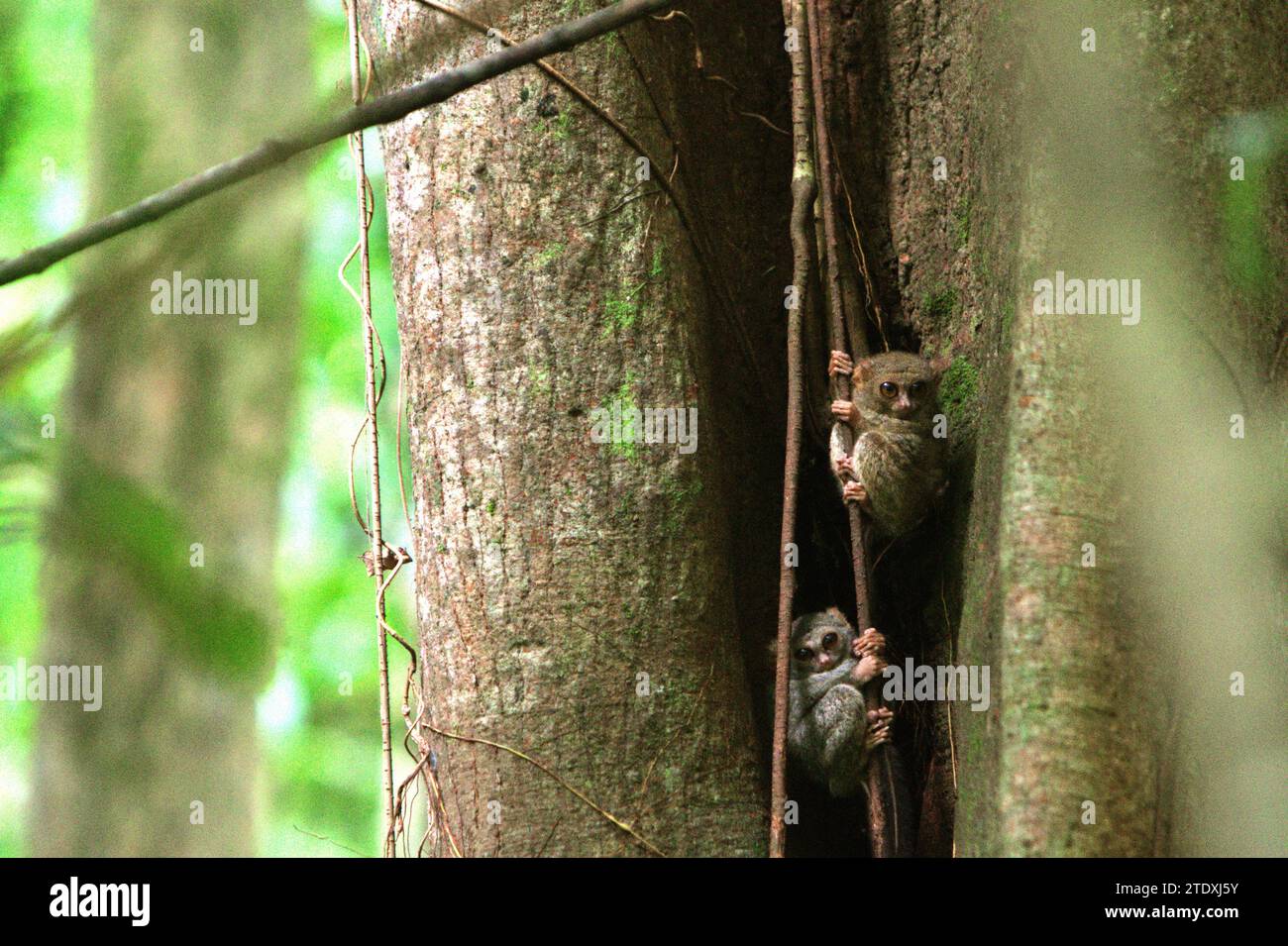 Deux individus du tarsier spectral de Gursky (Tarsius spectrumgurskyae), un primate nocturne, sont visibles en plein jour sur leur nichoir dans la forêt tropicale de la réserve naturelle de Tangkoko, Sulawesi du Nord, en Indonésie. L'Union internationale pour la conservation de la nature (UICN) conclut que la hausse des températures a entraîné, entre autres, des changements écologiques, comportementaux et physiologiques dans les espèces sauvages et la biodiversité. "En plus de l'augmentation des taux de maladies et de la dégradation des habitats, le changement climatique provoque également des changements dans les espèces elles-mêmes, ce qui menace leur survie", ont-ils écrit dans... Banque D'Images