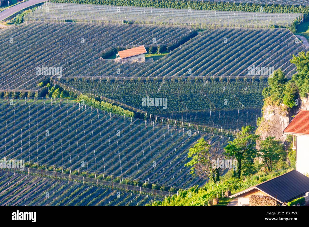 Kurtatsch an der Weinstraße (Cortaccia sulla Strada del Vino) : plantation de pommes dans la vallée de l'Adige (Etsch) dans le Tyrol du Sud, Trentin-Tyrol du Sud, Italie Banque D'Images