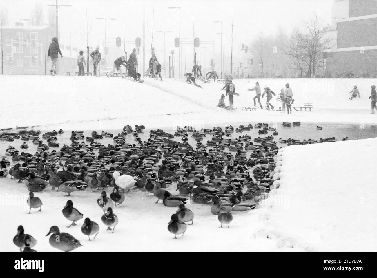 Canards mordant sur la glace et enfants en traîneau, 02-01-1979, Whizgle News from the Past, taillé pour l'avenir. Explorez les récits historiques, l'image de l'agence néerlandaise avec une perspective moderne, comblant le fossé entre les événements d'hier et les perspectives de demain. Un voyage intemporel façonnant les histoires qui façonnent notre avenir. Banque D'Images