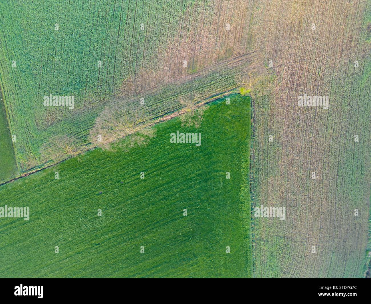 Cette image présente une perspective aérienne d'une mosaïque de terres agricoles, présentant des nuances variées de champs verts et bruns. La démarcation linéaire brutale entre les champs est adoucie par la présence de quelques arbres, suggérant un mélange d'activité agricole humaine et d'éléments naturels. Les teintes et les textures suggèrent différentes cultures ou étapes de la préparation des champs, donnant une idée du cycle agricole. Vue aérienne de patchwork agricole. Photo de haute qualité Banque D'Images