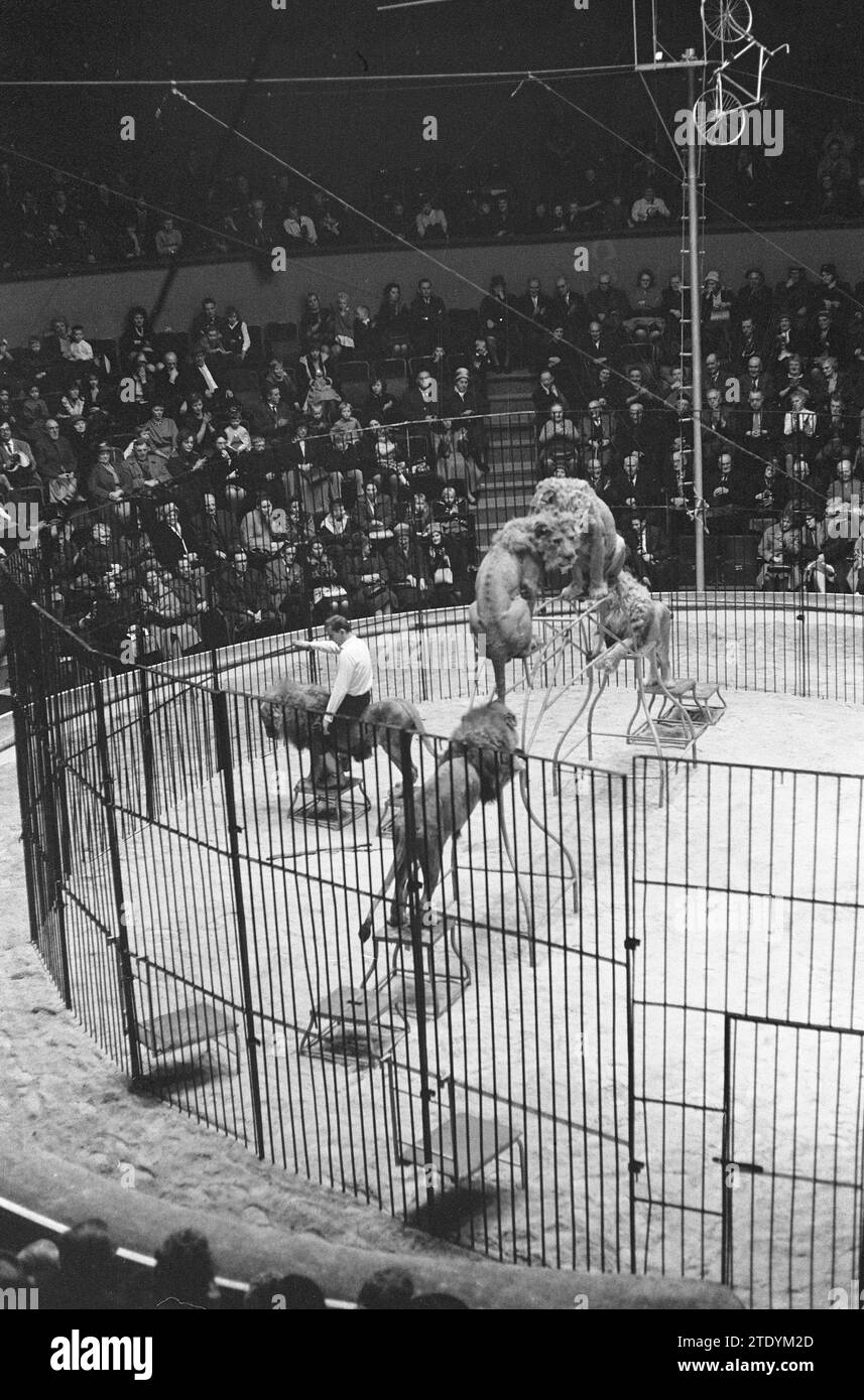 Première cirque Althof dans Carre ca. 20 décembre 1962 Banque D'Images