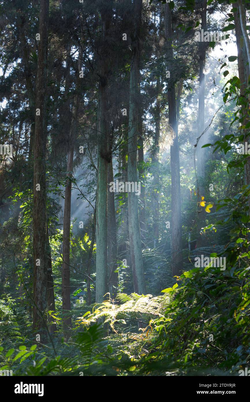 Forêt à Taiwan le matin avec des rayons du soleil Banque D'Images