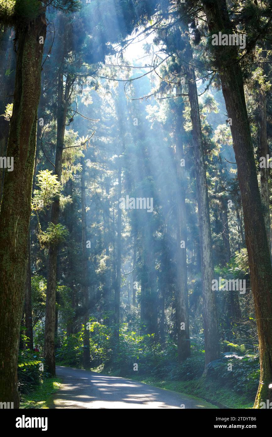 Forêt à Taiwan le matin avec des rayons du soleil Banque D'Images
