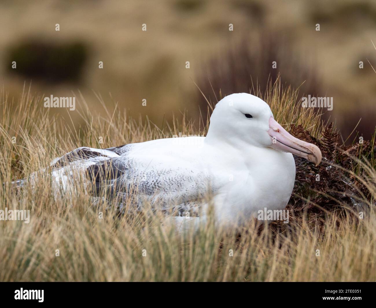 Albatros royal du sud, Diomedea epomophora, nichant sur les îles subantarctiques de l'île Campbell de Nouvelle-Zélande Banque D'Images