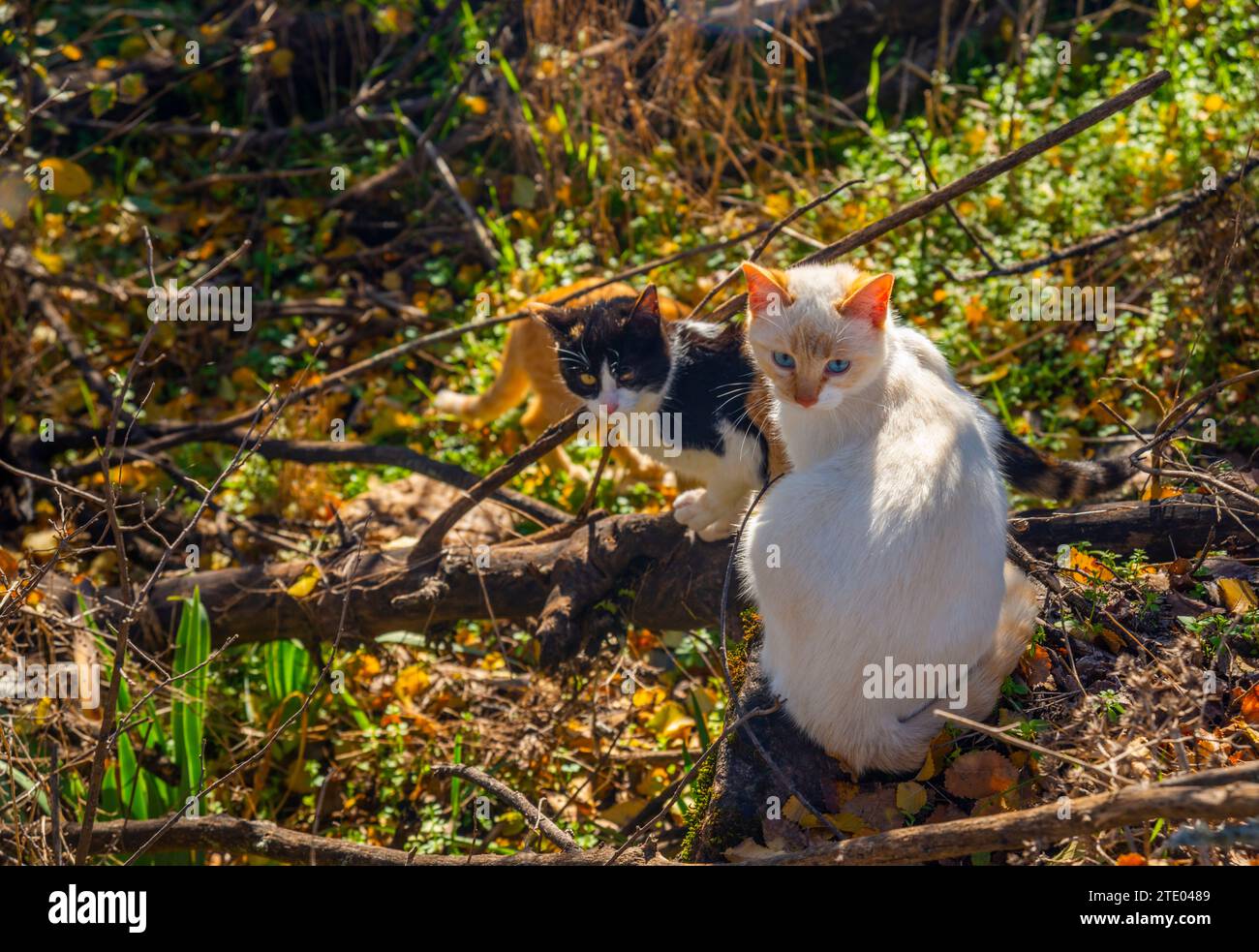 Deux chatons. Banque D'Images