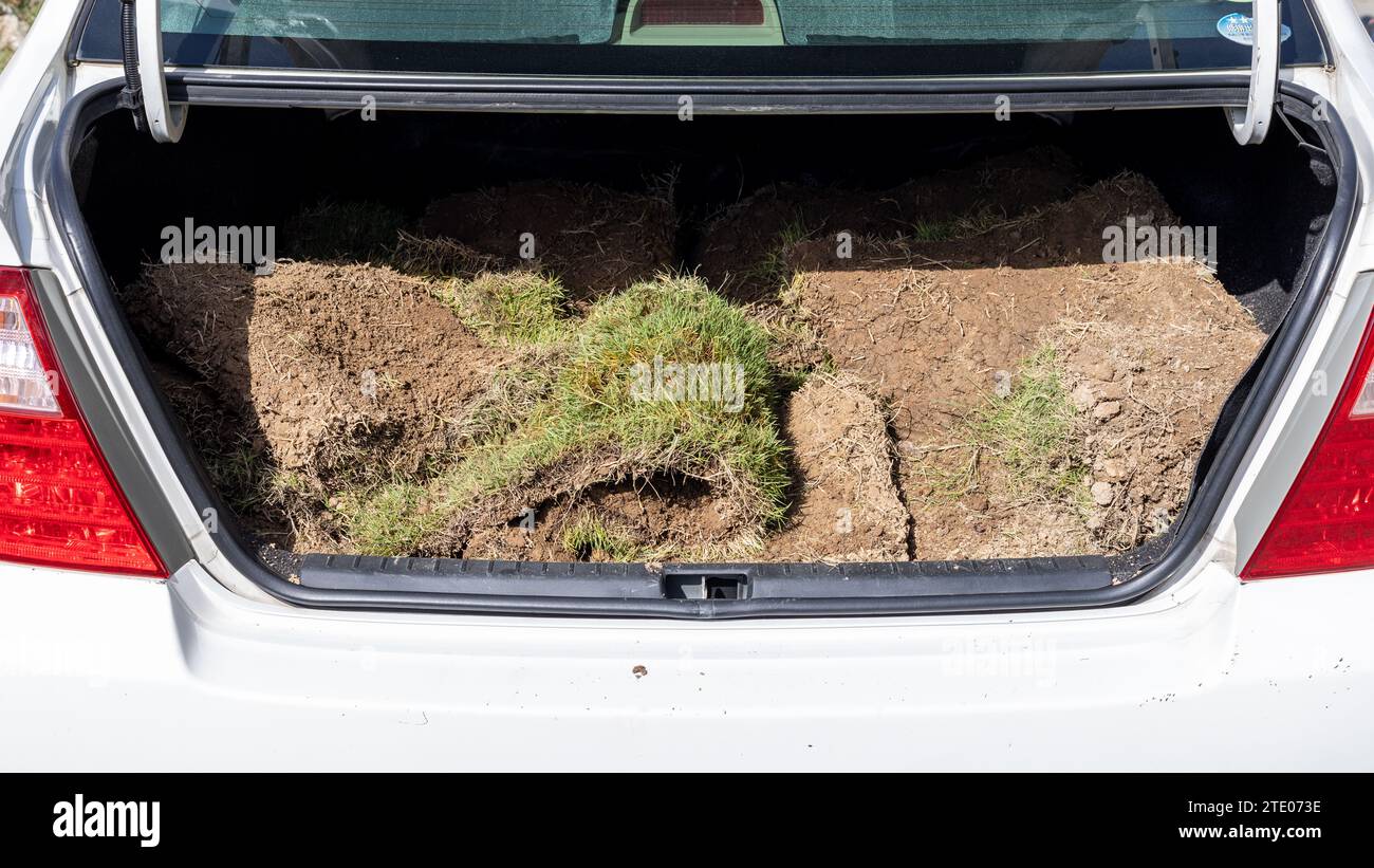 Coffre de voiture entièrement chargé avec des morceaux d'herbe verte pour la plantation dans le jardin Banque D'Images