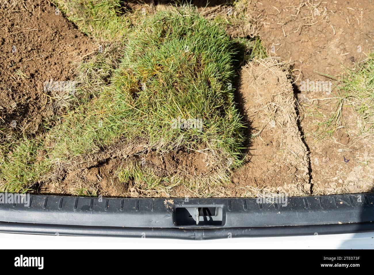 Herbe empilée dans le coffre de la voiture pour planter dans le jardin Banque D'Images