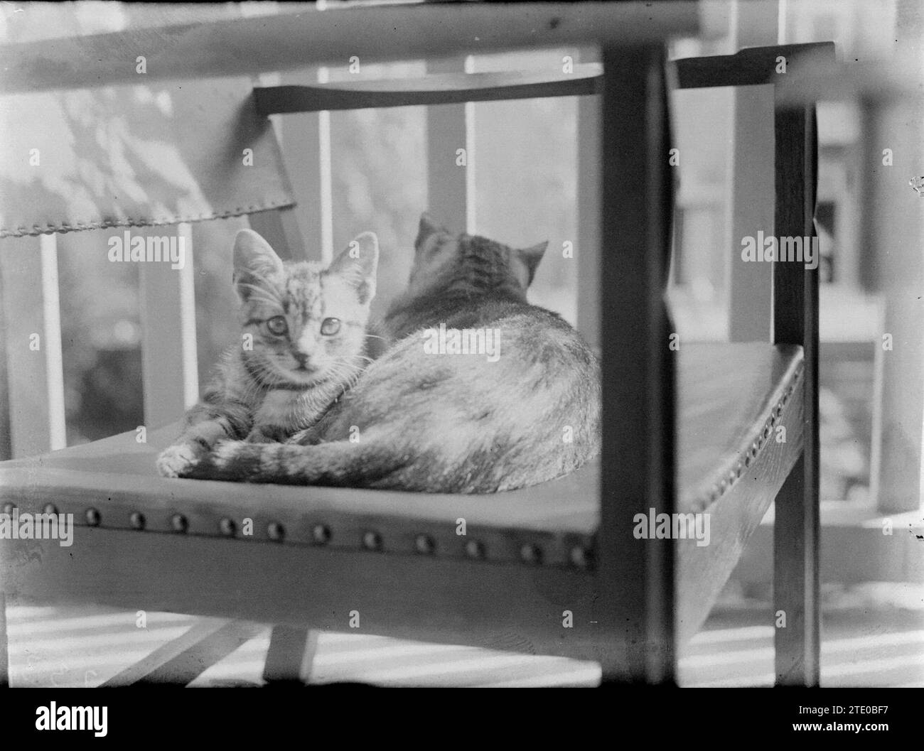 Deux chats sur une chaise ca. 1935 Banque D'Images