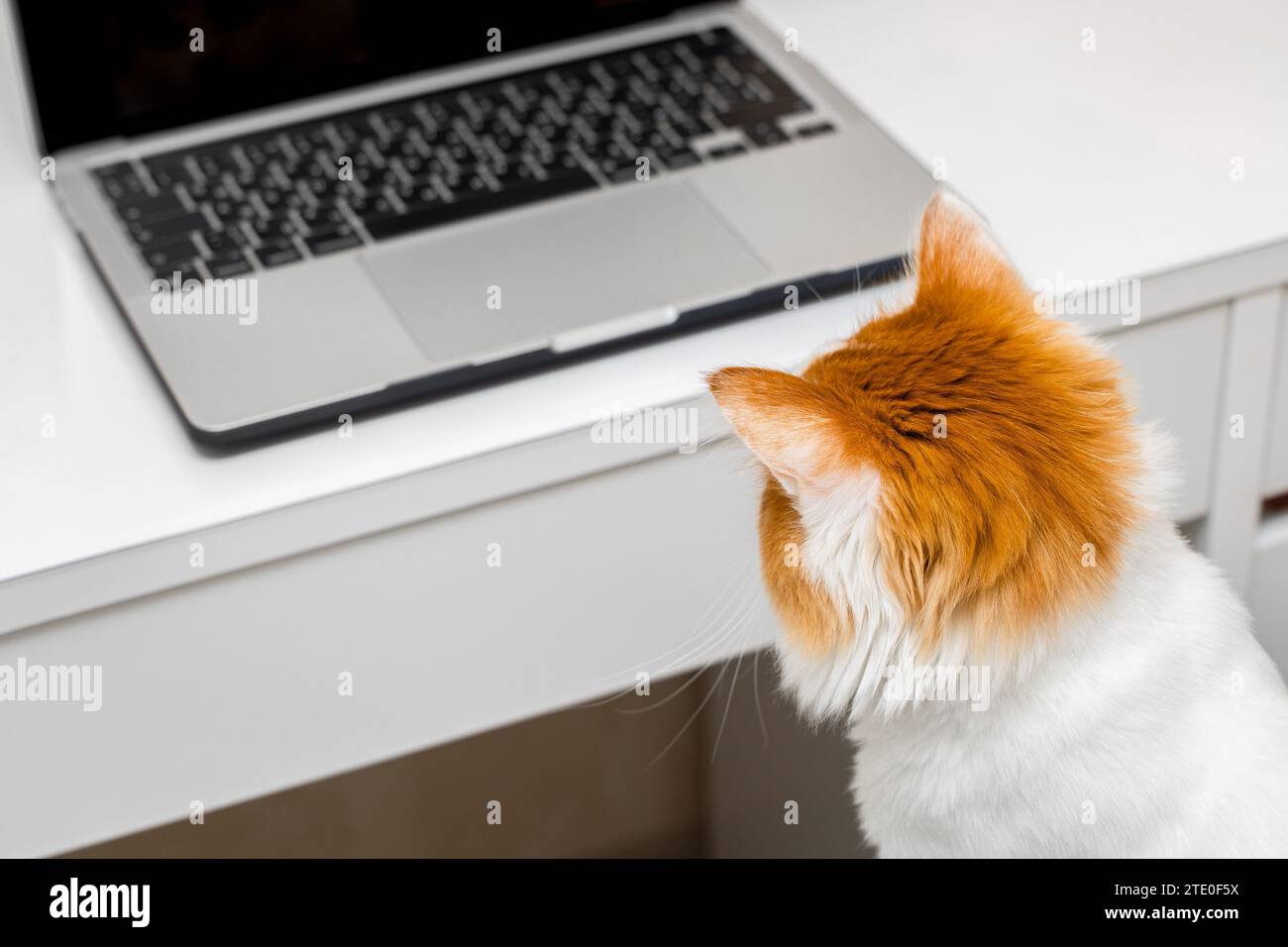 chat assis devant l'écran de l'ordinateur portable. chat regardant l'écran de l'ordinateur portable. utilisateur d'ordinateur. chat intelligent Banque D'Images