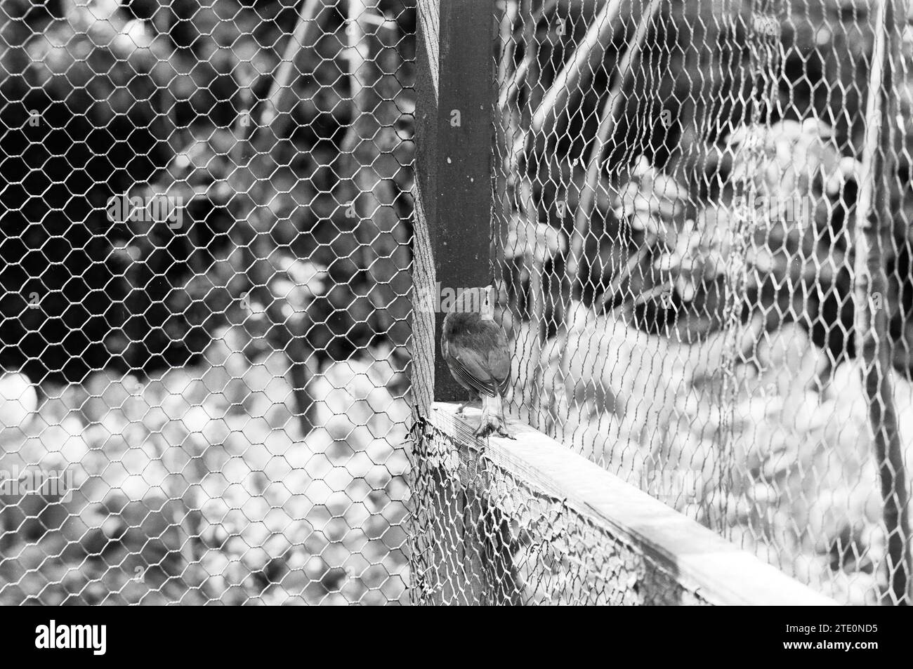 Japanese nightingale, Birds, 21-06-1963, Whizgle News from the Past, taillé pour l'avenir. Explorez les récits historiques, l'image de l'agence néerlandaise avec une perspective moderne, comblant le fossé entre les événements d'hier et les perspectives de demain. Un voyage intemporel façonnant les histoires qui façonnent notre avenir. Banque D'Images