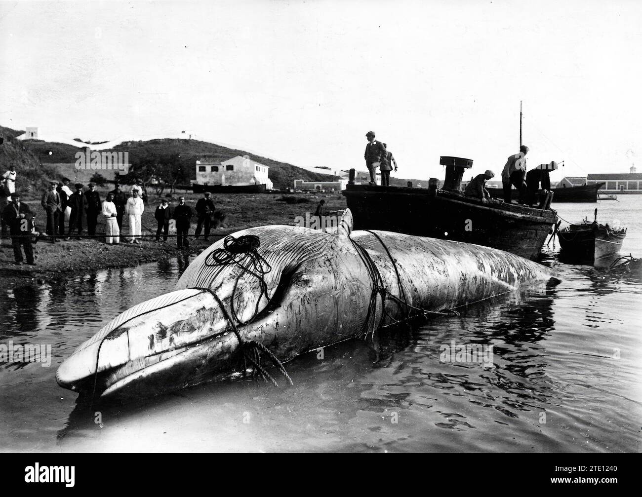 Punta Prima (Minorque), décembre 1912. Baleine capturée sur la plage de Punta Prima, en face de Isla del aire. Il mesurait 17 mètres, et son embouchure 2,20 ; son diamètre dans la partie la plus épaisse était de 5,50 et son poids était de 30 tonnes. La dynamite a été utilisée pour le tuer. Crédit : Album / Archivo ABC / Prieto Banque D'Images