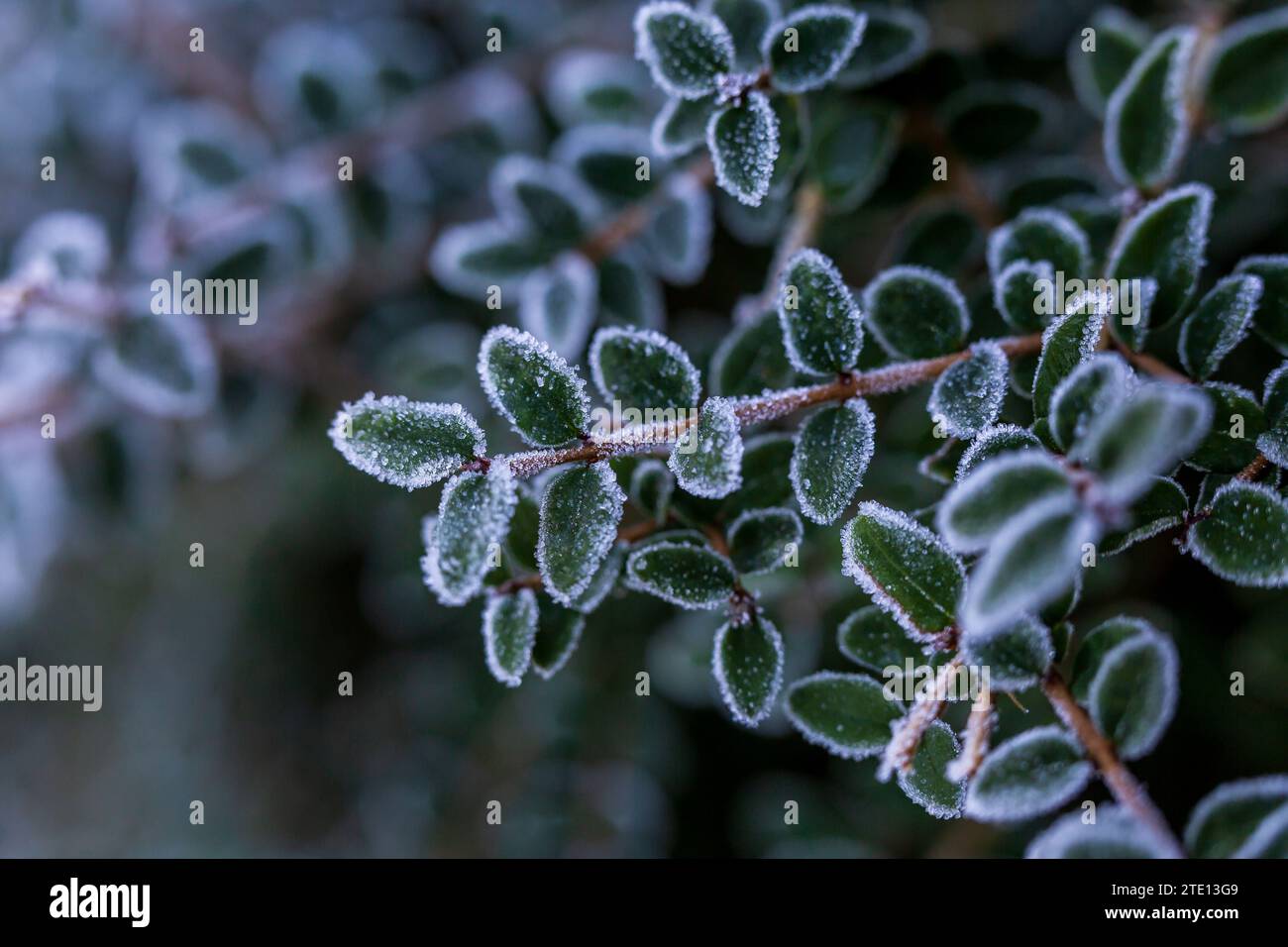 Cristaux de glace sur le bord des feuilles un matin d'hiver Banque D'Images