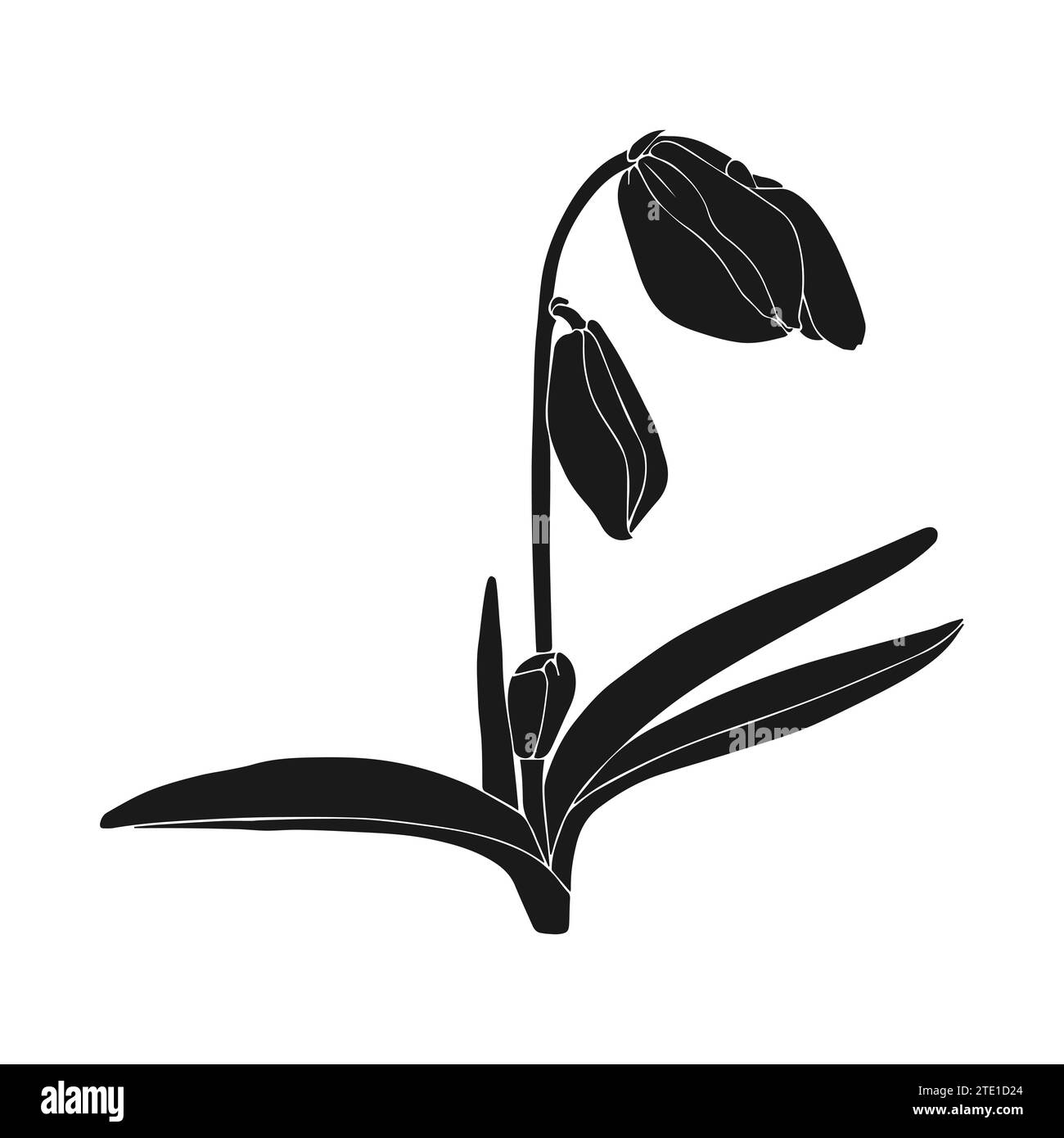 Silhouette de goutte de neige, fleurs de scilla. Fleurs printanières dessinées à la main. Illustrations botaniques vectorielles monochromes en croquis, isolées. Fond blanc. Vecto Illustration de Vecteur