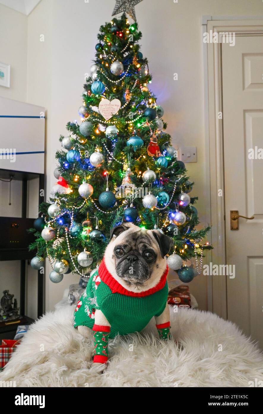 Wadebridge, Cornouailles, Royaume-Uni. 20 décembre 2023. Noël 2023. Avec moins d'une semaine à parcourir, Dennis le Pug habillé et prêt pour Noël à la maison. Crédit Simon Maycock / Alamy Live News. Banque D'Images