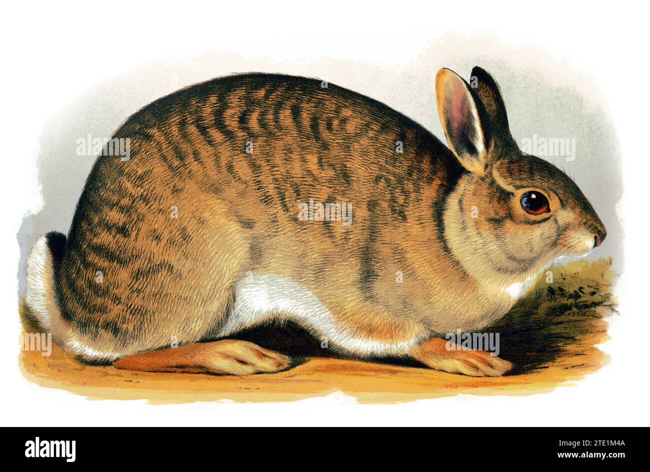 Illustration animale des années 1870 - lapin gris - Lepus sylvaticus - impression montre une vue de profil droite d'un 'lapin gris', pleine longueur, debout. Banque D'Images