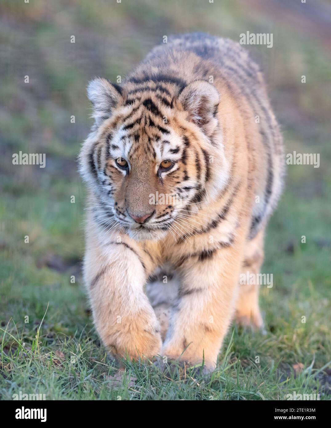 Junior amour tigre sur l'herbe verte - grand chat dangereux Banque D'Images