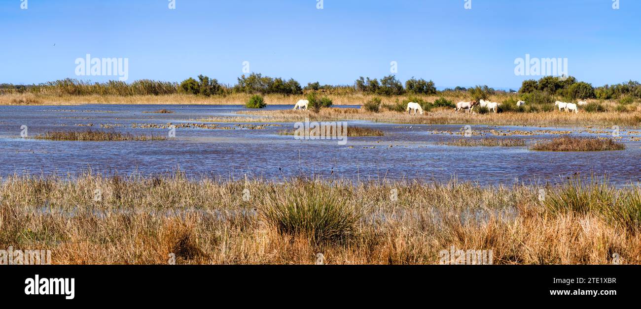 Panorama de la scène avec des chevaux blancs en Camargue, une réserve naturelle française en Provence dans le sud de la France. Banque D'Images