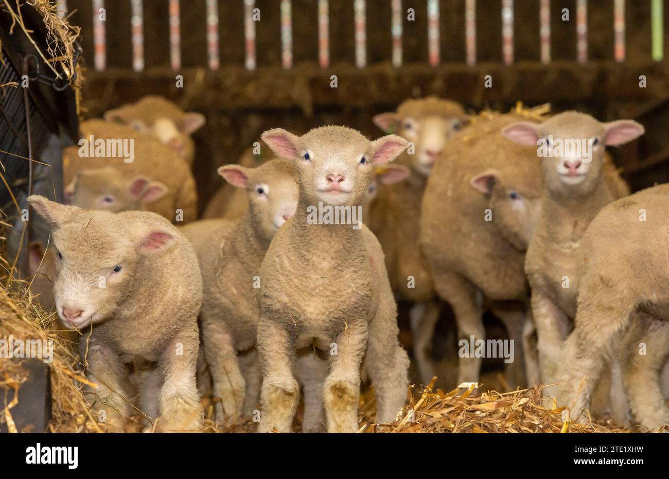 Preston, Lancashire, Royaume-Uni. 20 décembre 2023. Sondage Dorset brebis avec agneaux sur la ferme Richard et Sue AlpeÕs à Chipping, près de Preston, Lancashire. La race de moutons prolifique est capable d'agneau toute l'année et peut produire trois récoltes d'agneaux tous les deux ans. Crédit : John Eveson/Alamy Live News Banque D'Images