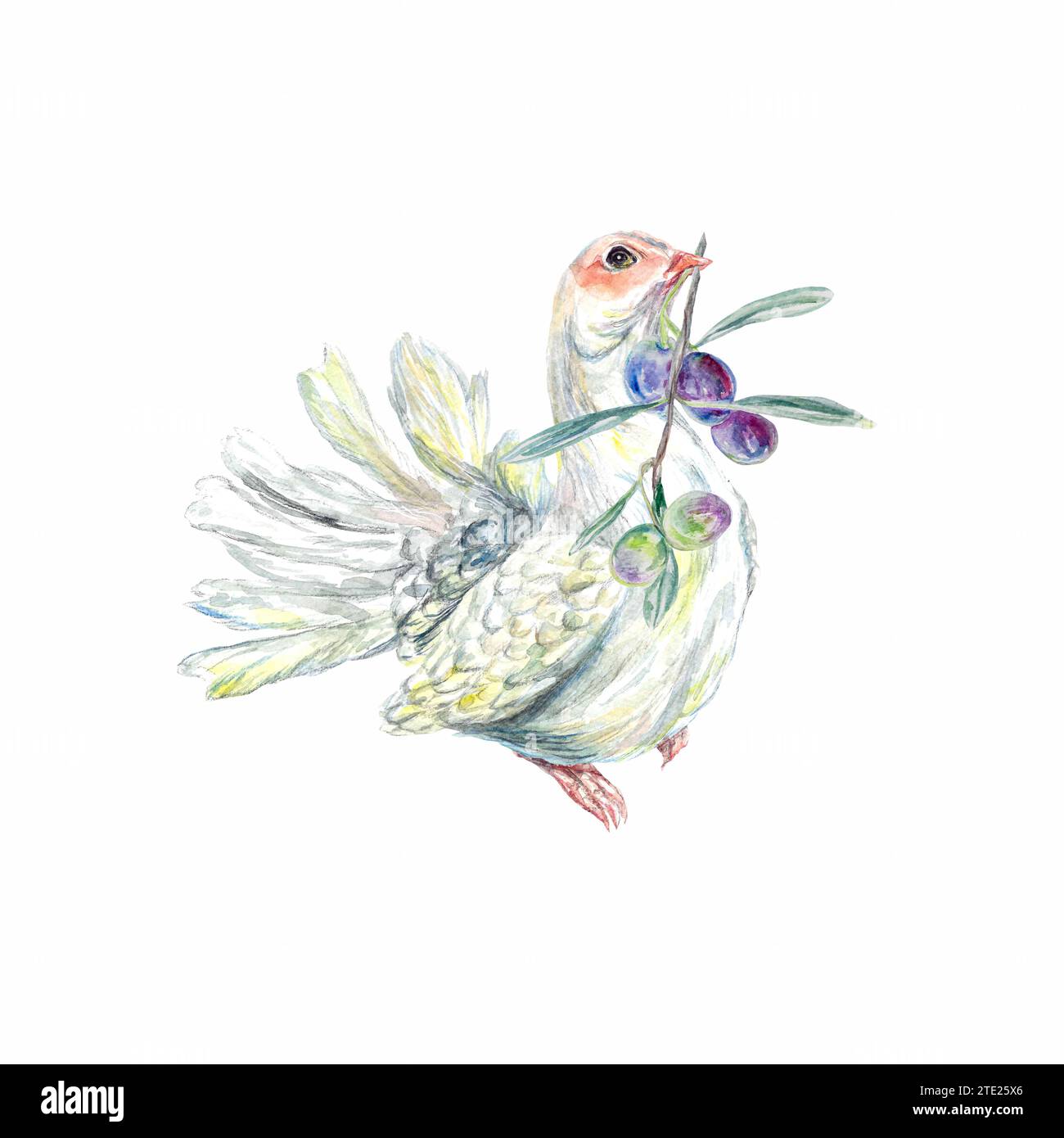 Colombe blanche avec une branche d'olivier. Illustration aquarelle isolée sur fond blanc. Élément de conception pour étiquettes alimentaires, emballages, dépliants, couvertures, env Banque D'Images Colombe blanche avec une branche d'olivier. Illustration aquarelle isolée sur fond blanc. Élément de conception pour étiquettes alimentaires, emballages, dépliants, couvertures, env Banque D'Images