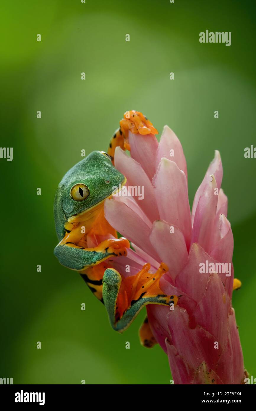 Un portrait rapproché d'un Super Tiger Leg Waxy Monkey Tree Frog Phyllomedusa Tomopterna sur la fleur rose Banque D'Images