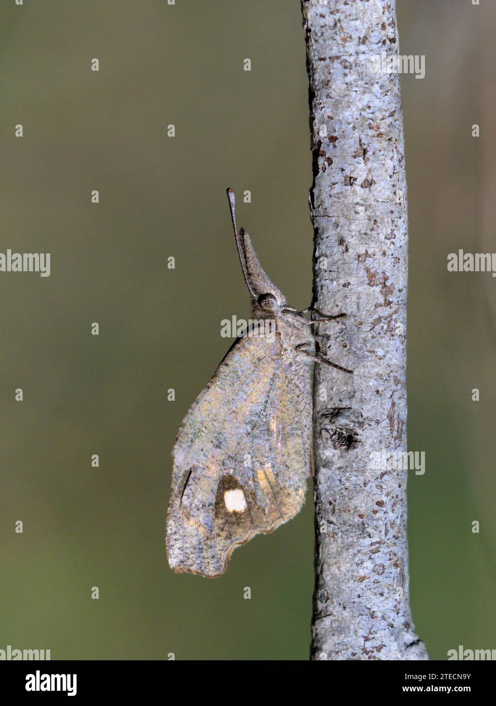 Museau américain ou papillon de museau commun (Libytheana carinenta) camouflé sur une branche de bois, Bentsen-Rio Grande Valley State Park, Texas, USA. Banque D'Images