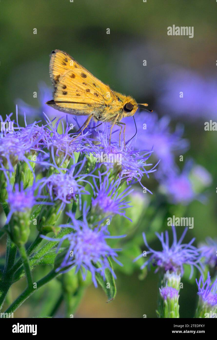 Le papillon du capitaine ardent (Hylephila phyleus) se nourrit de brumisole bleu (Conoclinium sp), National Butterfly Center, Mission, Texas, États-Unis. Banque D'Images