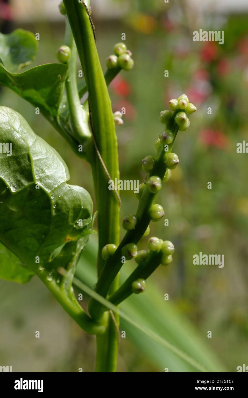 Fleurs et feuilles de Basella alba Banque D'Images