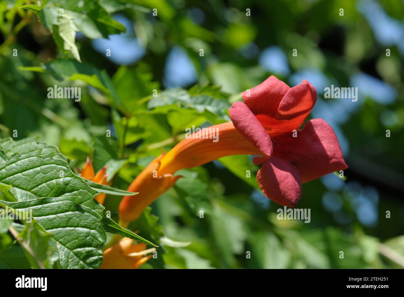 Fleur de Bignonia Banque D'Images
