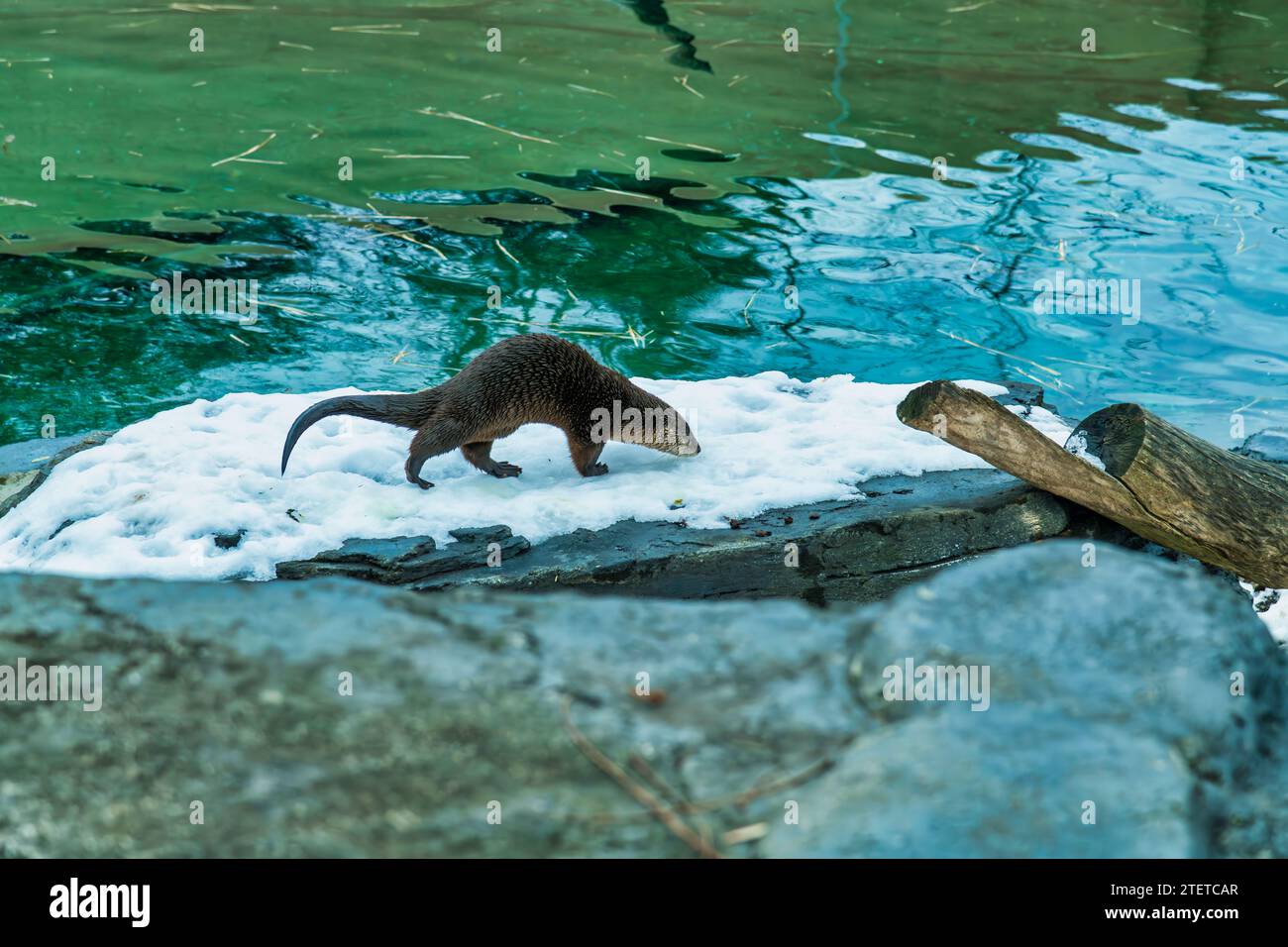 River Otter au parc Zoo Banque D'Images