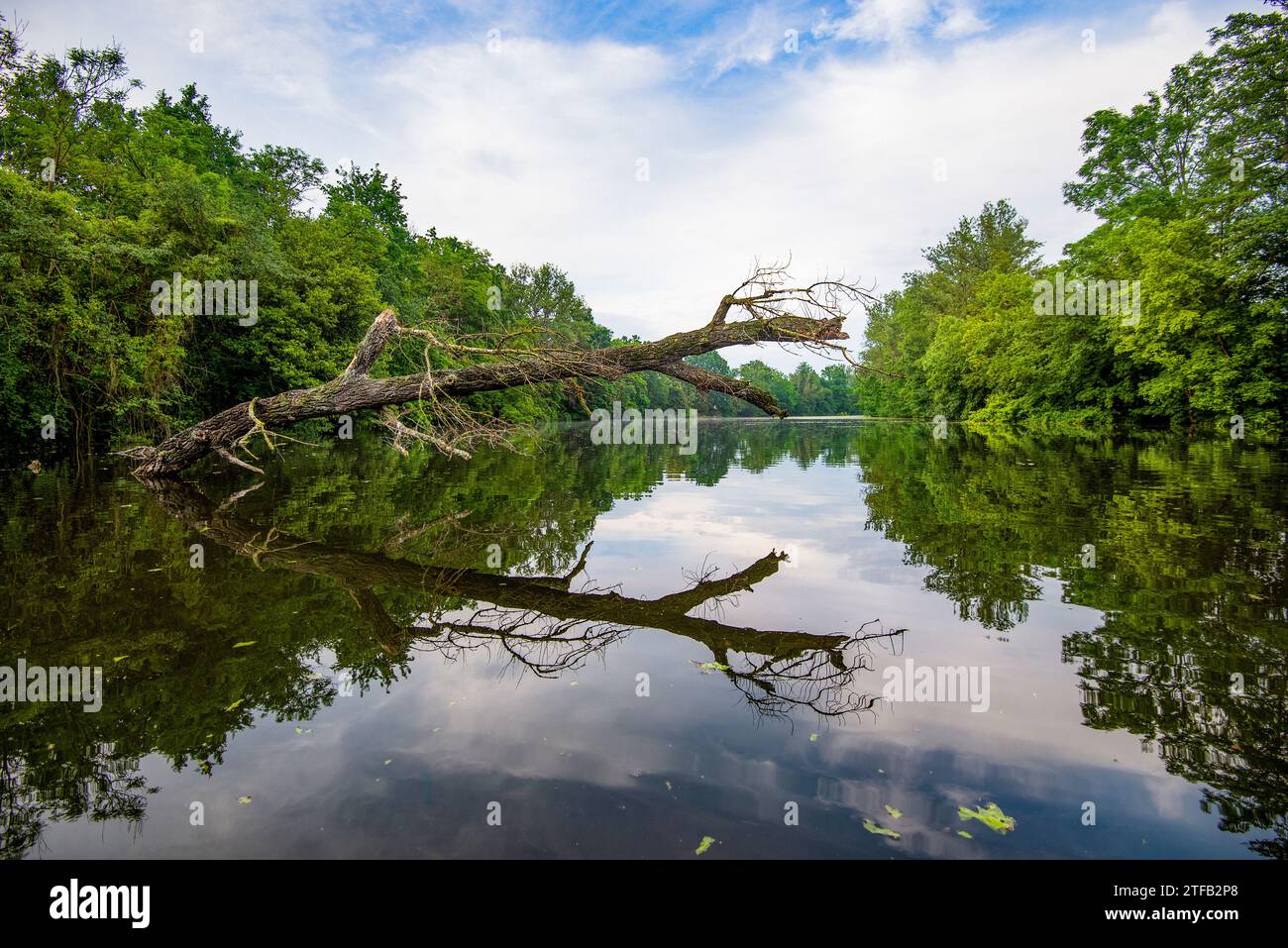 Tronc d'arbre dépassant de l'eau. Arbre mort dans l'eau bleue projetant ombre et reflet sur l'eau, République tchèque. Banque D'Images