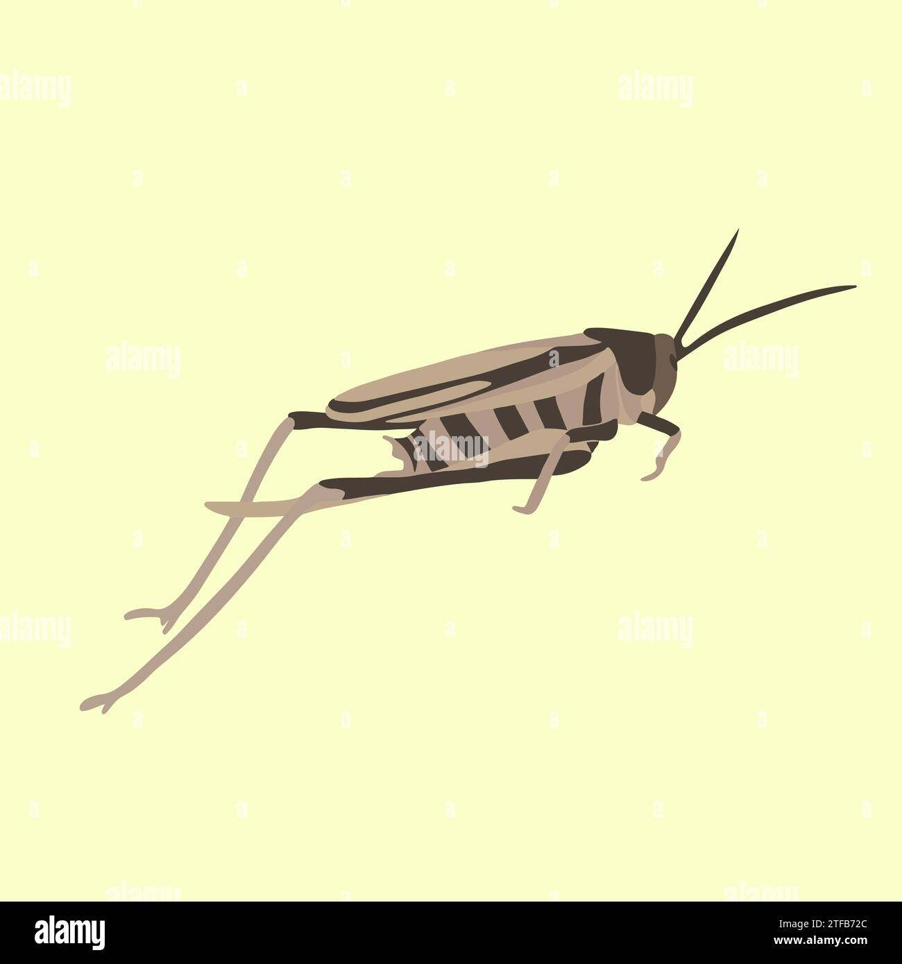 Illustration isolée vectorielle d'une sauterelle sur fond jaune. Illustration de Vecteur