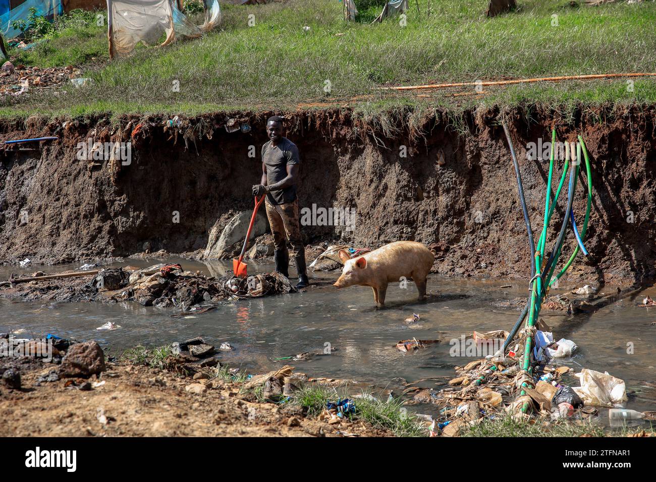 Un cochon est posé à côté d’un homme qui nettoie une rivière d’égout traversant Kibera Sum à Nairobi, au Kenya. Une vue à travers la vie quotidienne à Kibera currentl Banque D'Images