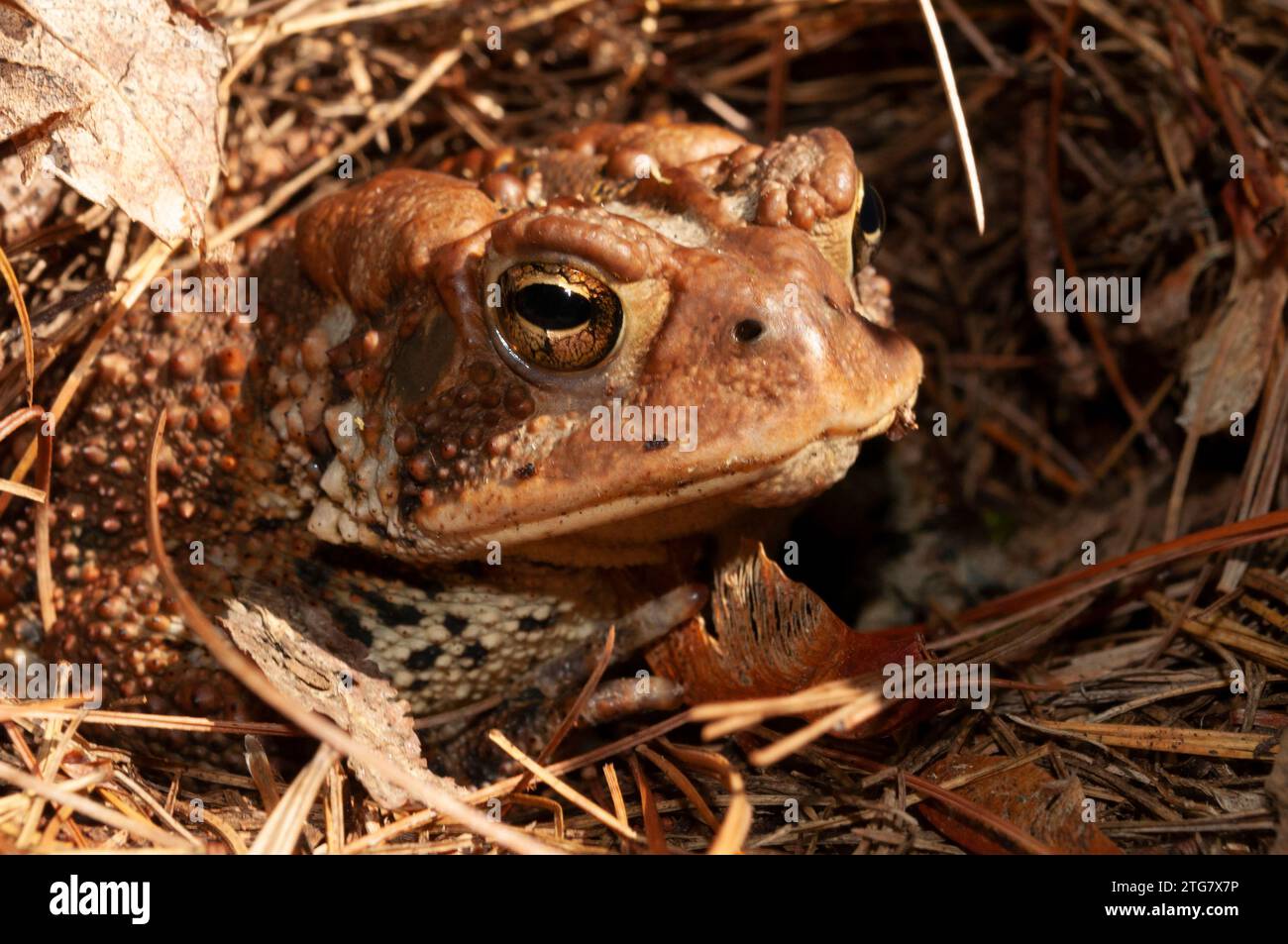 Gros plan d'un crapaud américain, Anaxyrus americanus, dans la réserve forestière Adirondack dans l'État de New York Banque D'Images