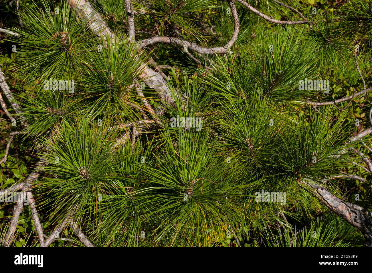 Aiguilles du pin rouge (Pinus resinosa) poussant dans la région de la forêt sauvage de Lake George dans les montagnes Adirondack dans l'État de New York Banque D'Images