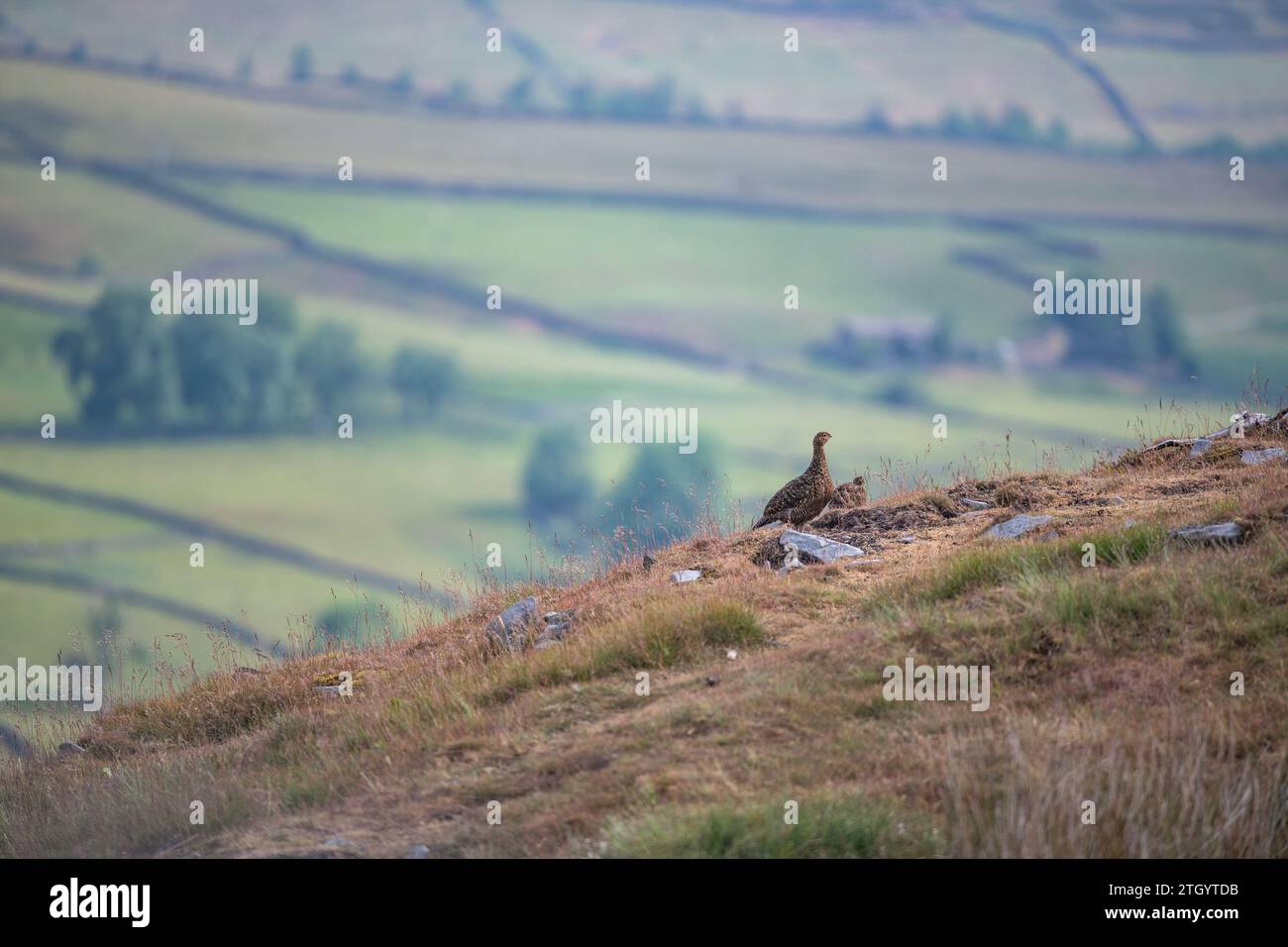 Oiseau de Grouse debout sur le paysage de montagne Banque D'Images