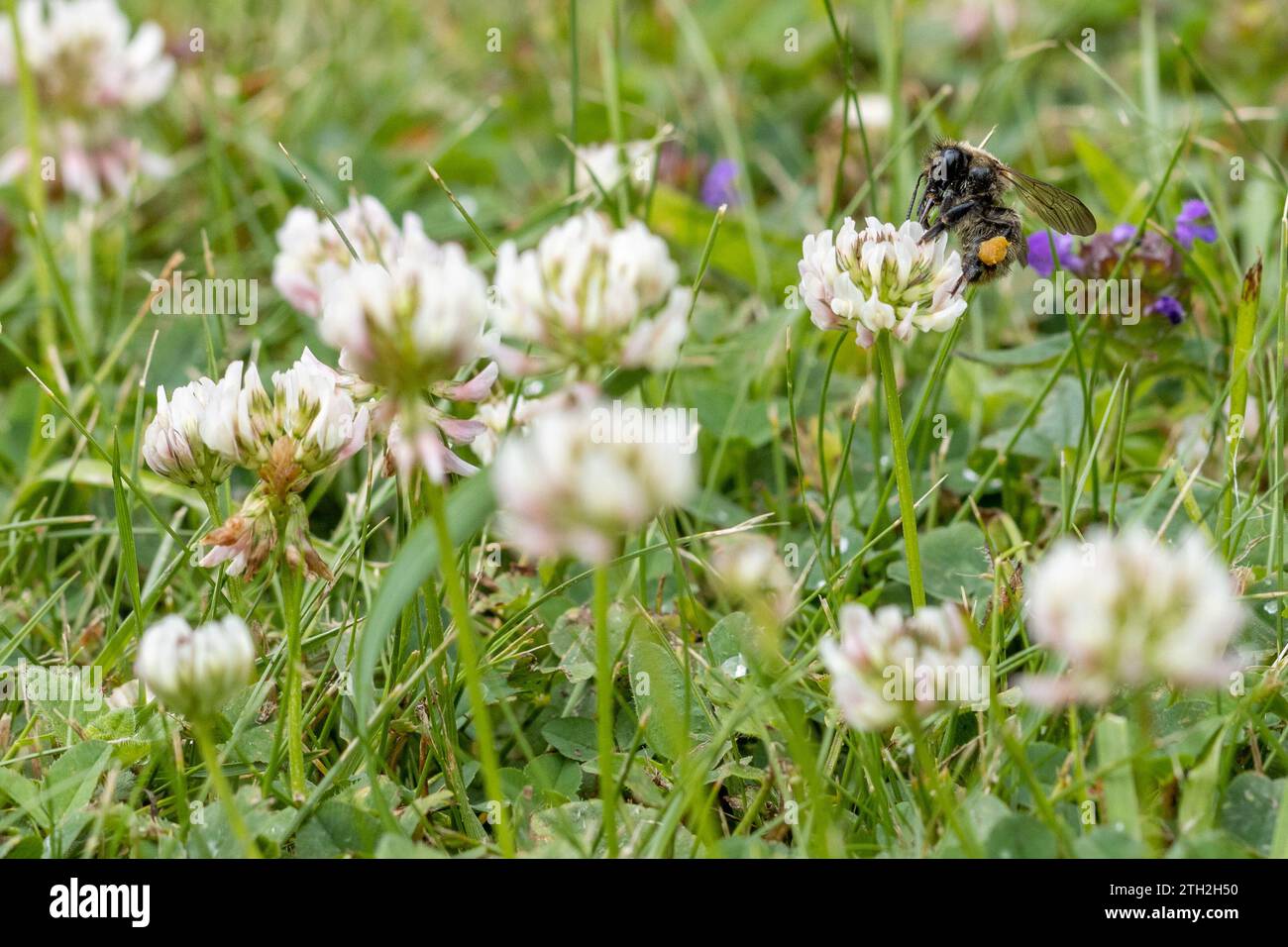 Abeille collectant le pollen du trèfle blanc (Trifolium repens) dans une pelouse, West Yorkshire, Angleterre, Royaume-Uni Banque D'Images
