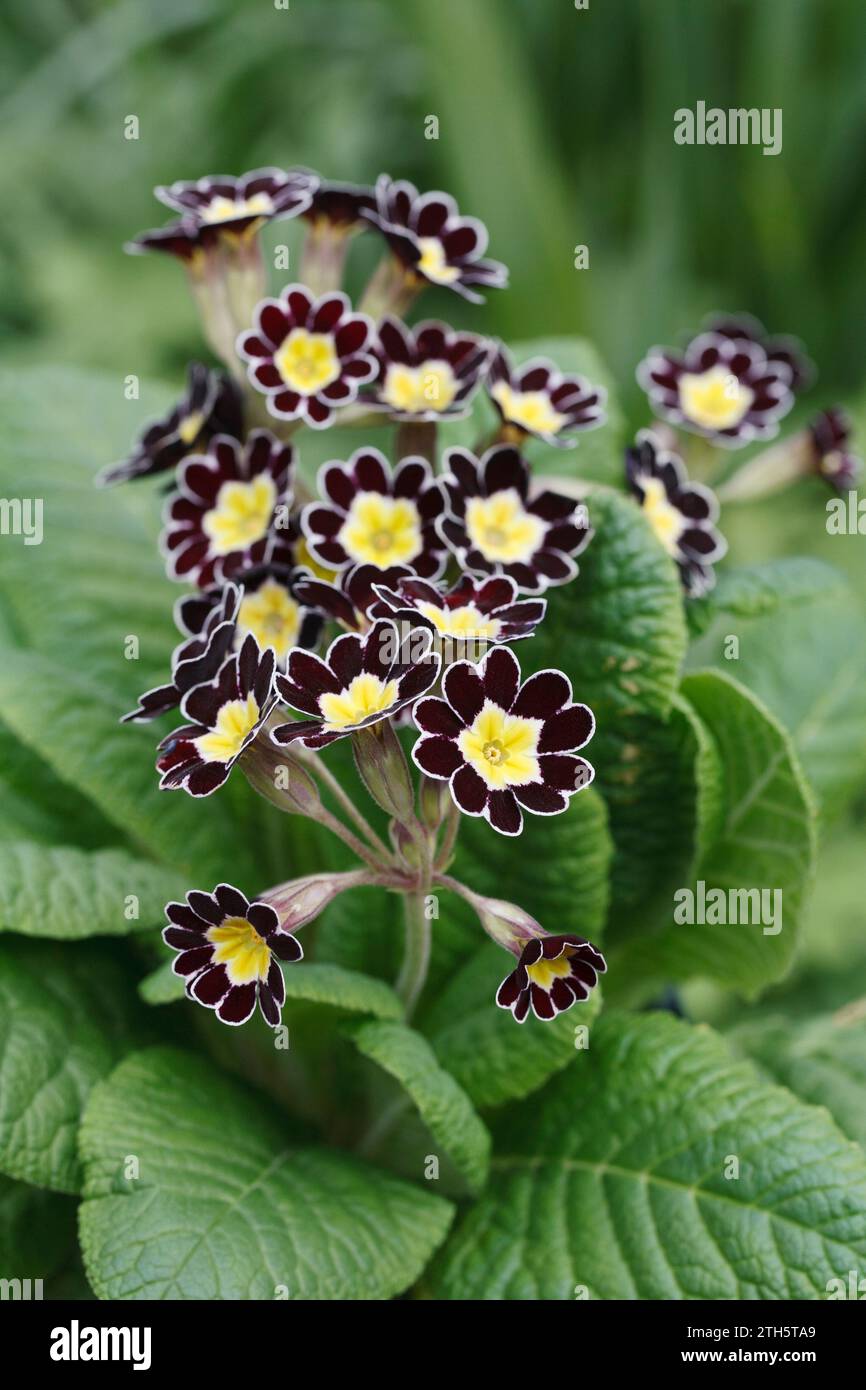 Polyanthus 'Silver Lace' fleurit dans le jardin. Banque D'Images