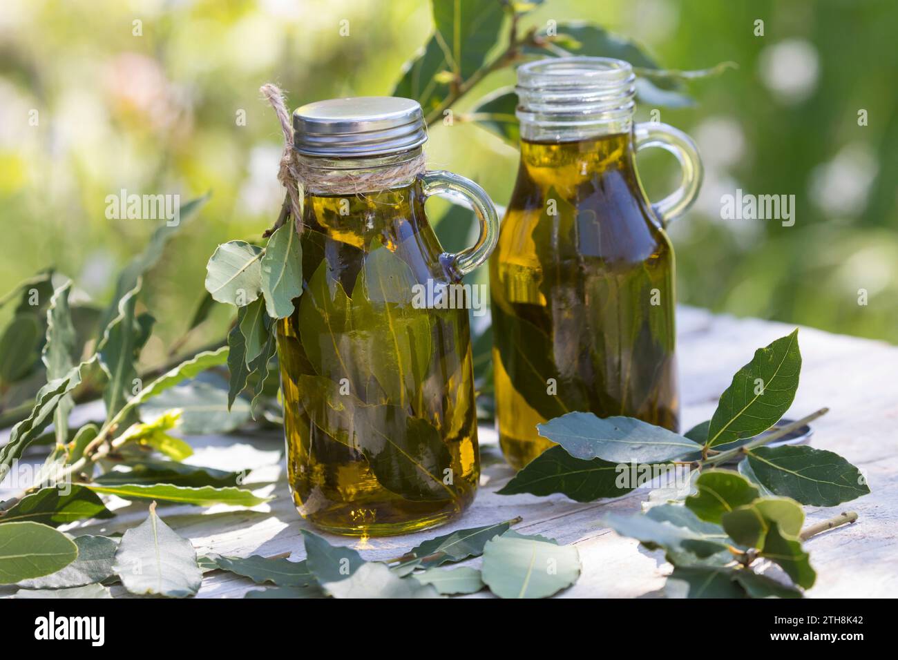 Lorbeer-Öl, Lorbeer-OEL, Lorbeeröl, Lorbeerblätter werden in Olivenöl ausgezogen, Lorbeerbaum, Lorbeer-Baum, Echter Lorbeer, Edel-Lorbeer, Edler Lorbe Banque D'Images