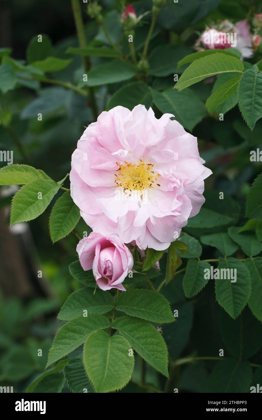 Rosa 'Scarborough Fair'. English Rose double semi. Banque D'Images