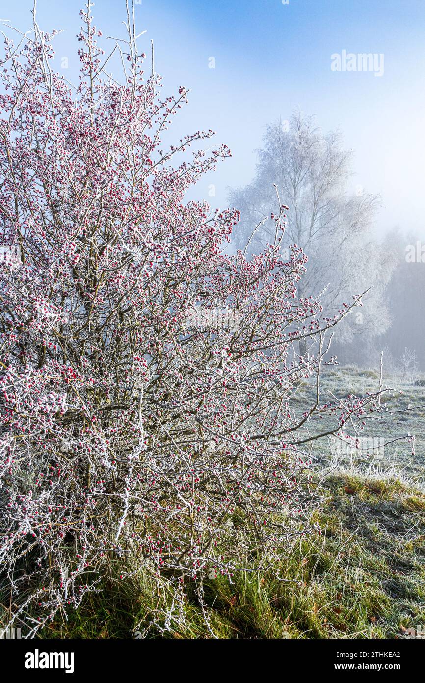 Baies de merlu rouge sur un buisson d'aubépine et gelée après une brume de recul sur la réserve naturelle de Rudge Hill (Scottsquar Hill), Edge Common, Edge, Glos. ROYAUME-UNI Banque D'Images