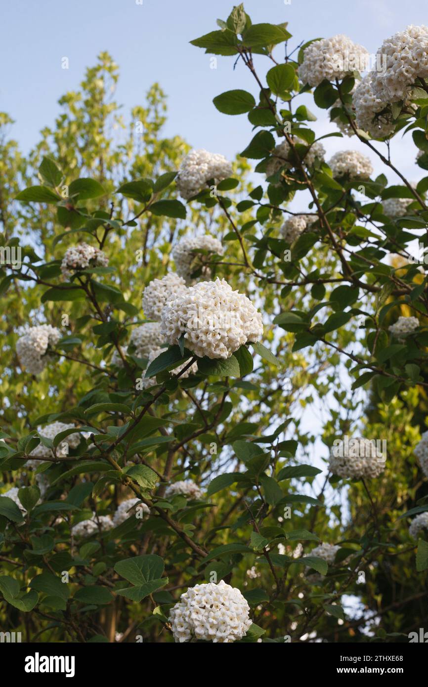 Têtes de fleurs d'opulus de Viburnum au printemps. Banque D'Images