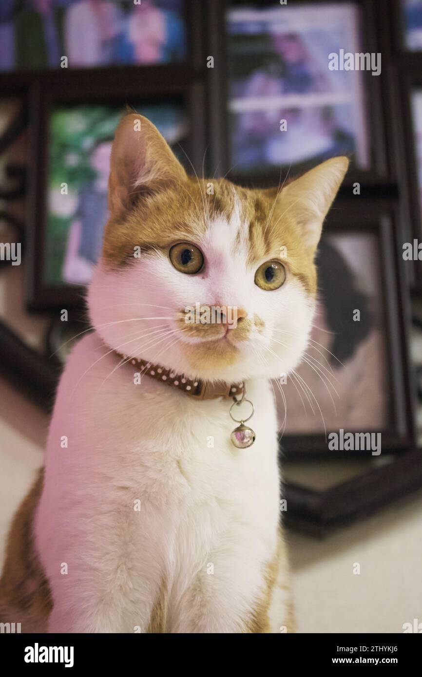 Gros plan du visage d'un chat. Le manteau est rouge et blanc. Banque D'Images