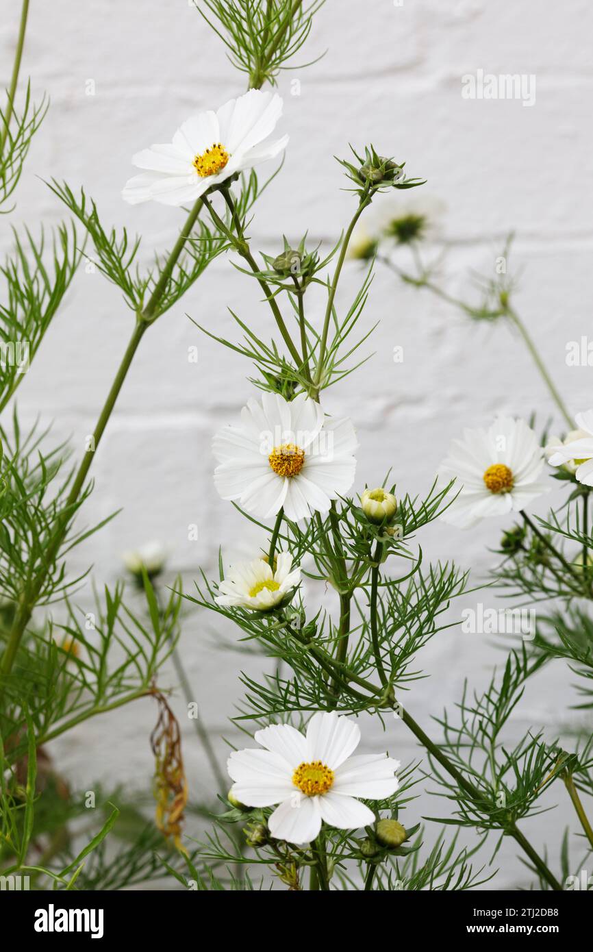 Cosmos bipinnatus blanc fleurs. Banque D'Images
