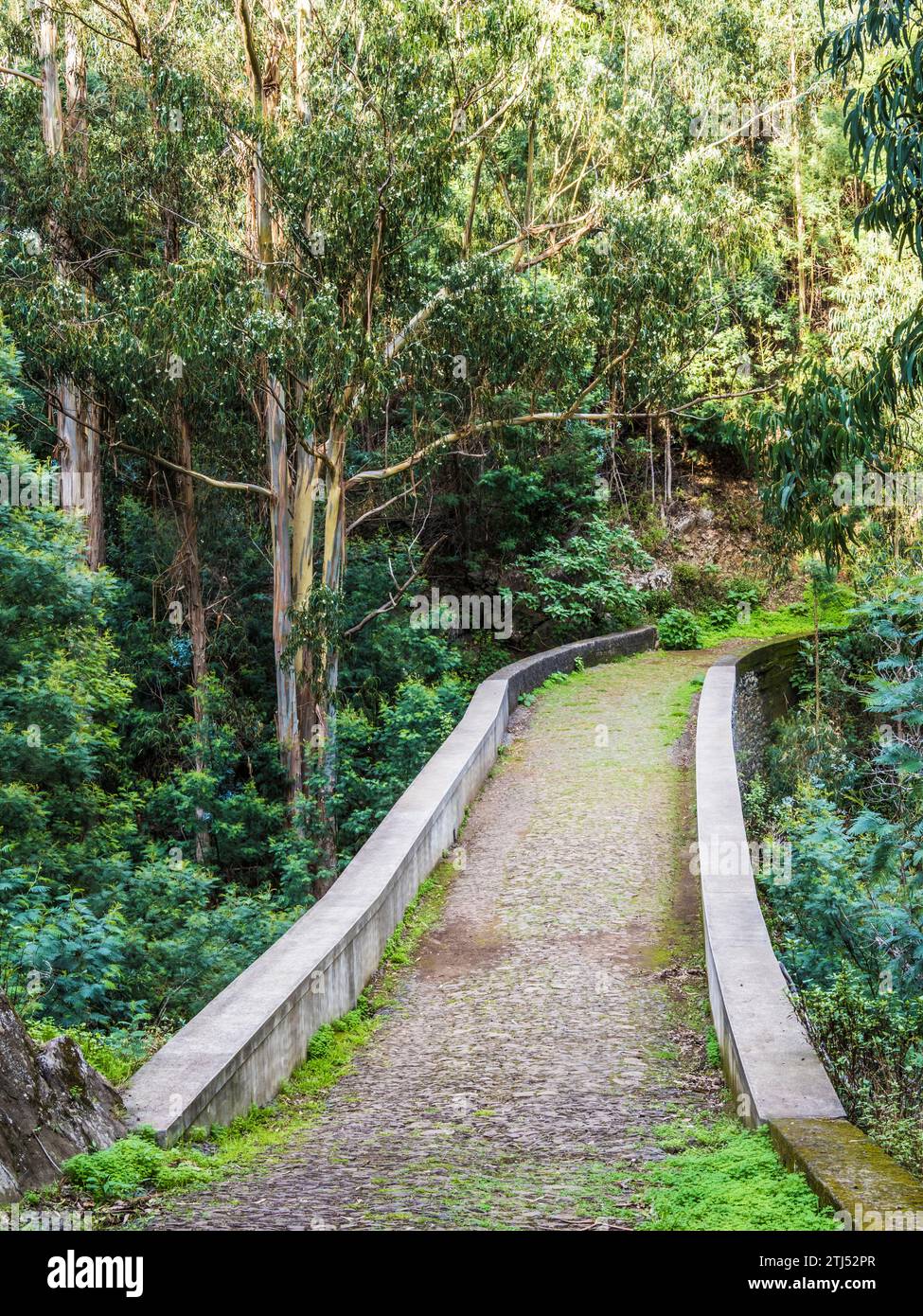 La promenade levada de Monte à Funchal à Madère, connue sous le nom de Levada do BOM Sucesso e Zona Velha. Banque D'Images