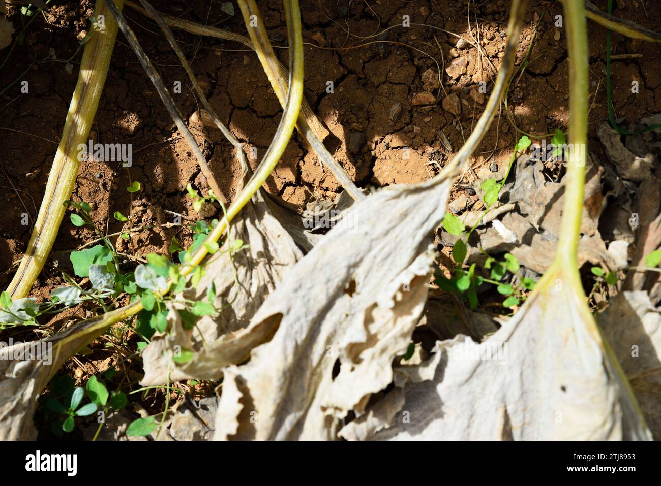 Tomates dans un plant de tomate sec en raison de la sécheresse. Jaén province, Andalucía, Espagne, Europe Banque D'Images