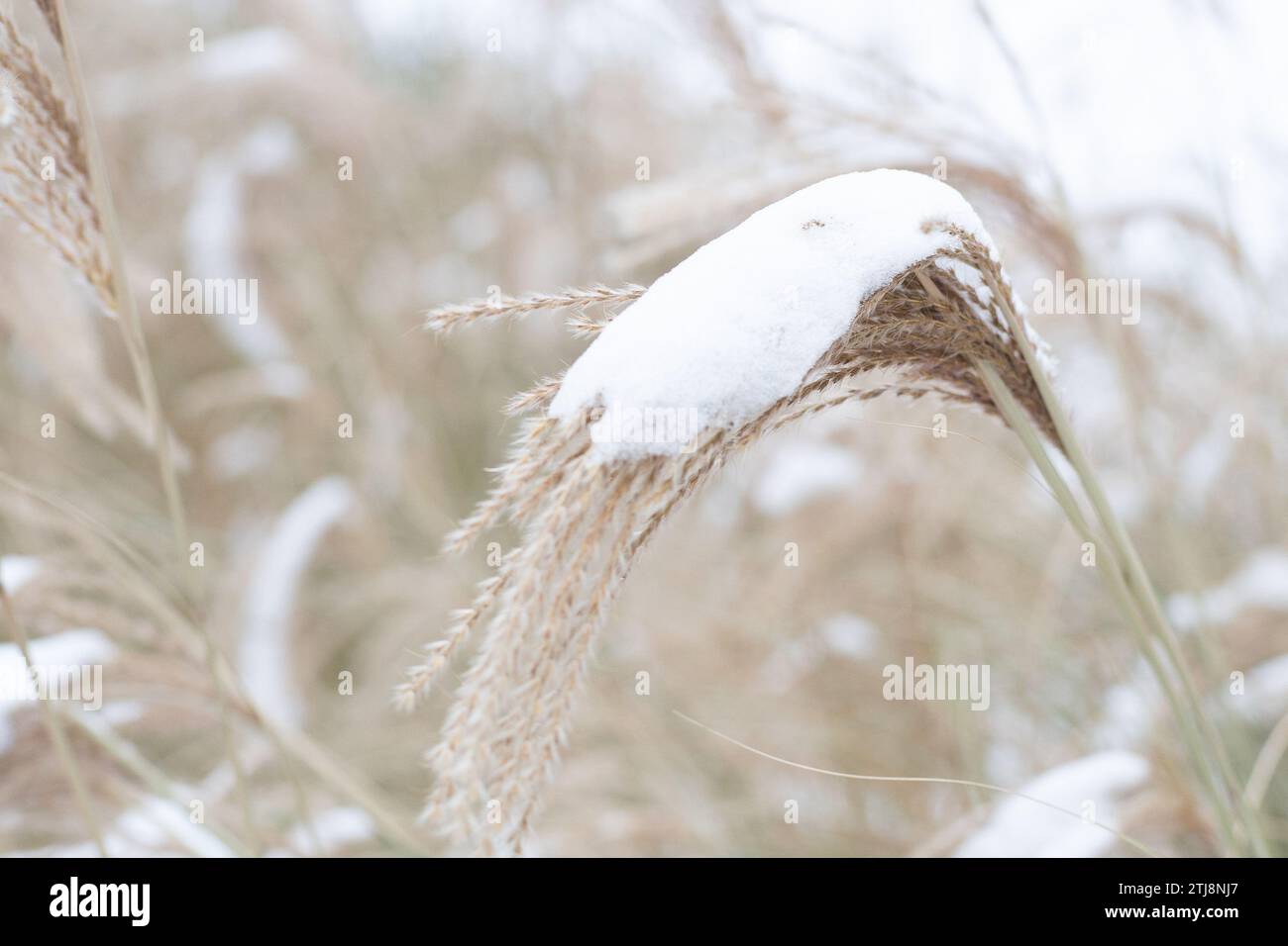 Miscanthus sous la neige en hiver. Plante de jardin. Banque D'Images