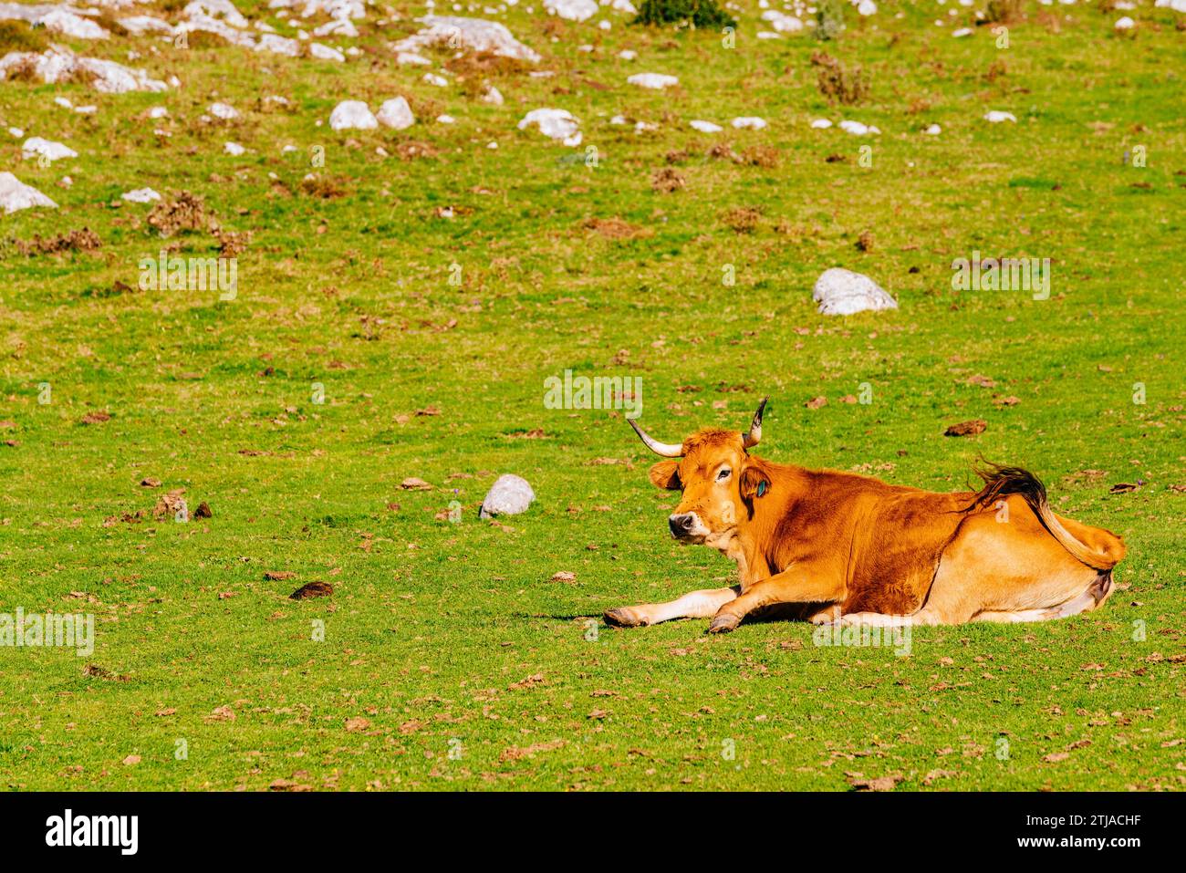 Vaches au repos après le pâturage. JITO de Escarandi, à la frontière entre les Asturies et la Cantabrie, est le point de départ de nombreuses excursions. JITO de Escara Banque D'Images