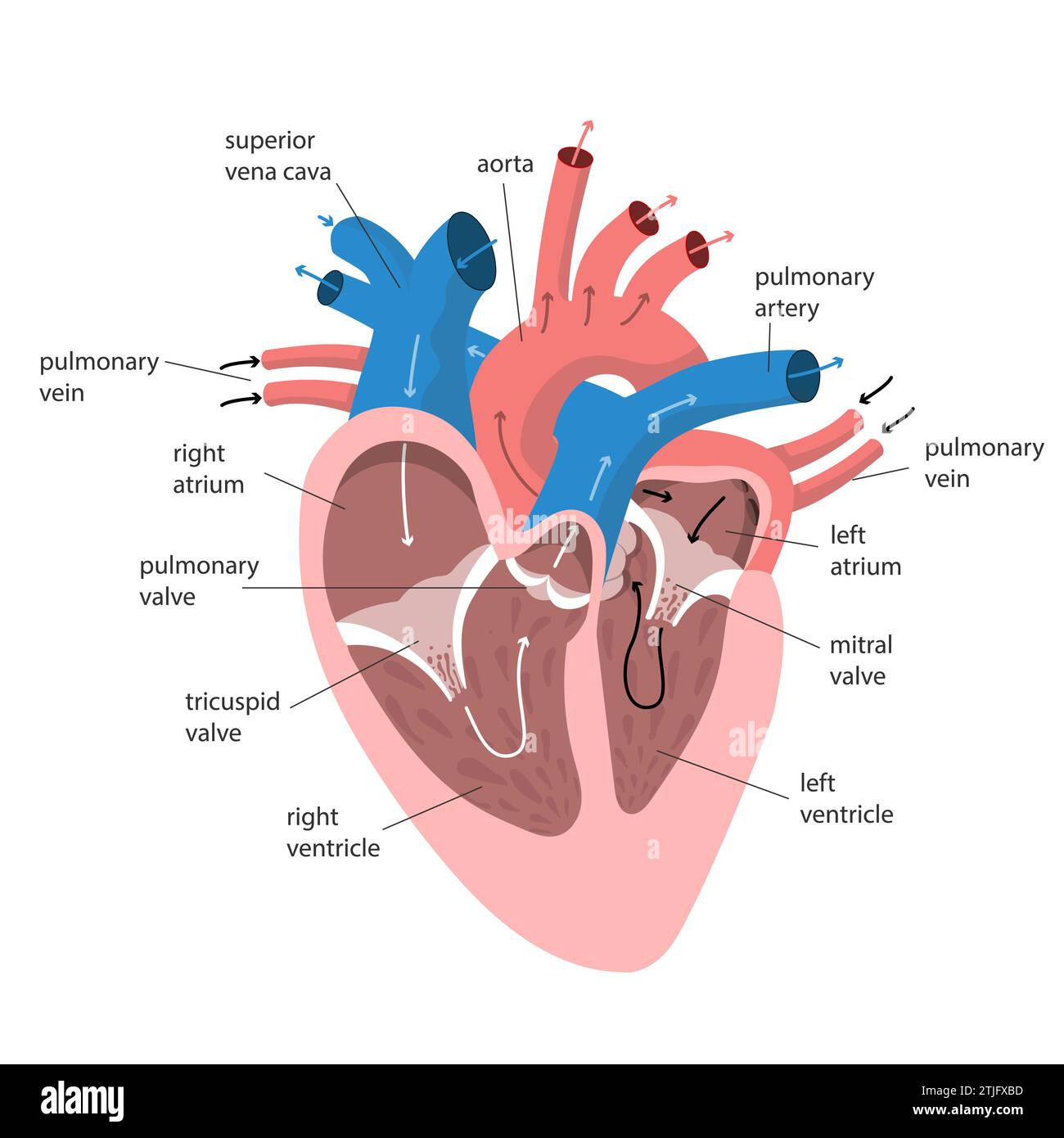 Anatomie du coeur avec légendes. Structure interne du diagramme coloré des organes humains pour l'éducation et la science Illustration de Vecteur